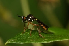 Dioctria lateralis