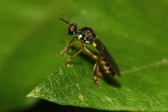 Dioctria lateralis