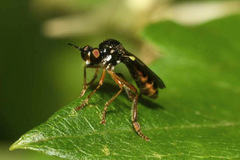 Dioctria lateralis