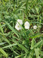 Convolvulus arvensis