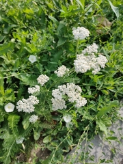 Achillea millefolium