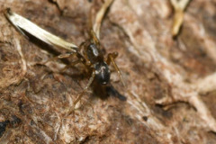 Phrurolithus festivus