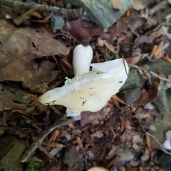 Russula raoultii