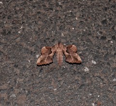 Phyllosphingia dissimilis