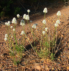 Ptilotus benlii