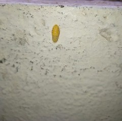 Talicada nyseus