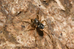 Phrurolithus festivus