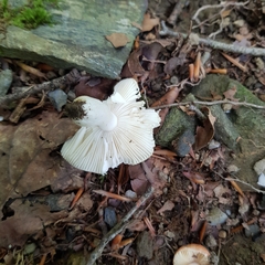 Russula raoultii