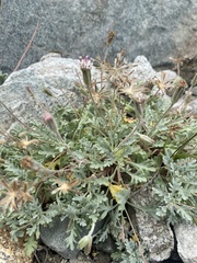 Chaenactis evermannii