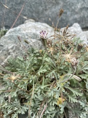 Chaenactis evermannii