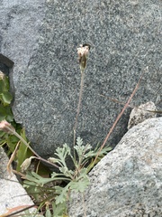 Chaenactis evermannii