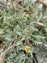 Chaenactis evermannii