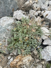 Chaenactis evermannii