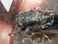 Myopsalta
