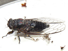 Myopsalta