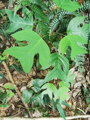 Liriodendron chinense
