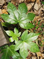 Fatsia