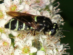 Stratiomys badia