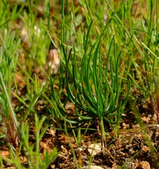 Eriospermum proliferum