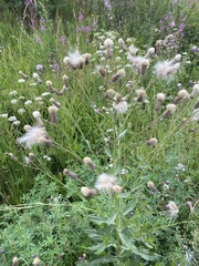 Cirsium arvense
