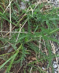 Achillea millefolium