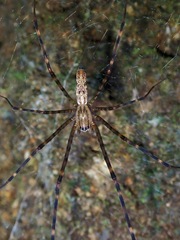 Psechrus