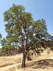 Quercus × jolonensis