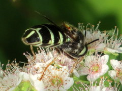 Stratiomys badia