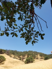 Quercus × jolonensis