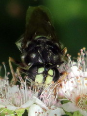 Stratiomys badia