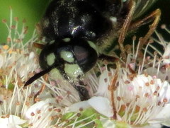 Stratiomys badia