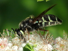 Stratiomys badia
