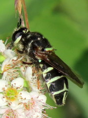 Stratiomys badia