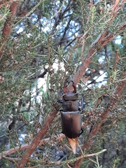 Lucanus cervus turcicus