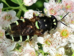 Stratiomys badia