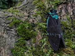 Formotosena seebohmi