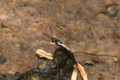 Ceraphronoidea