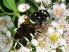 Stratiomys badia