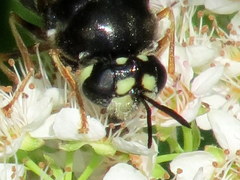 Stratiomys badia