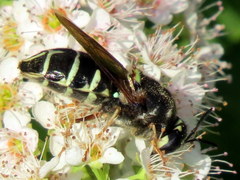 Stratiomys badia