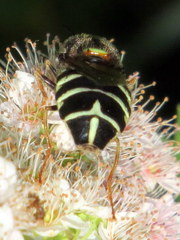 Stratiomys badia