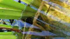 Planorbarius corneus