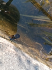 Planorbarius corneus