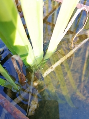 Planorbarius corneus