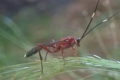 Leptophatnus