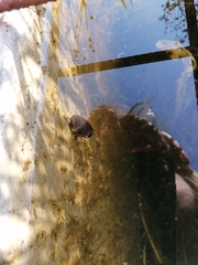 Planorbarius corneus