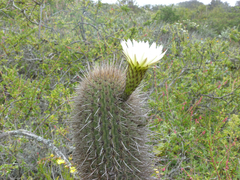 Trichocereus chiloensis litoralis