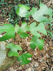 Liriodendron chinense
