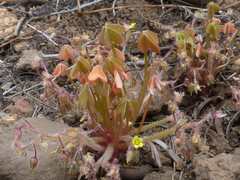 Oxalis laxa