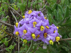 Solanum pinnatum